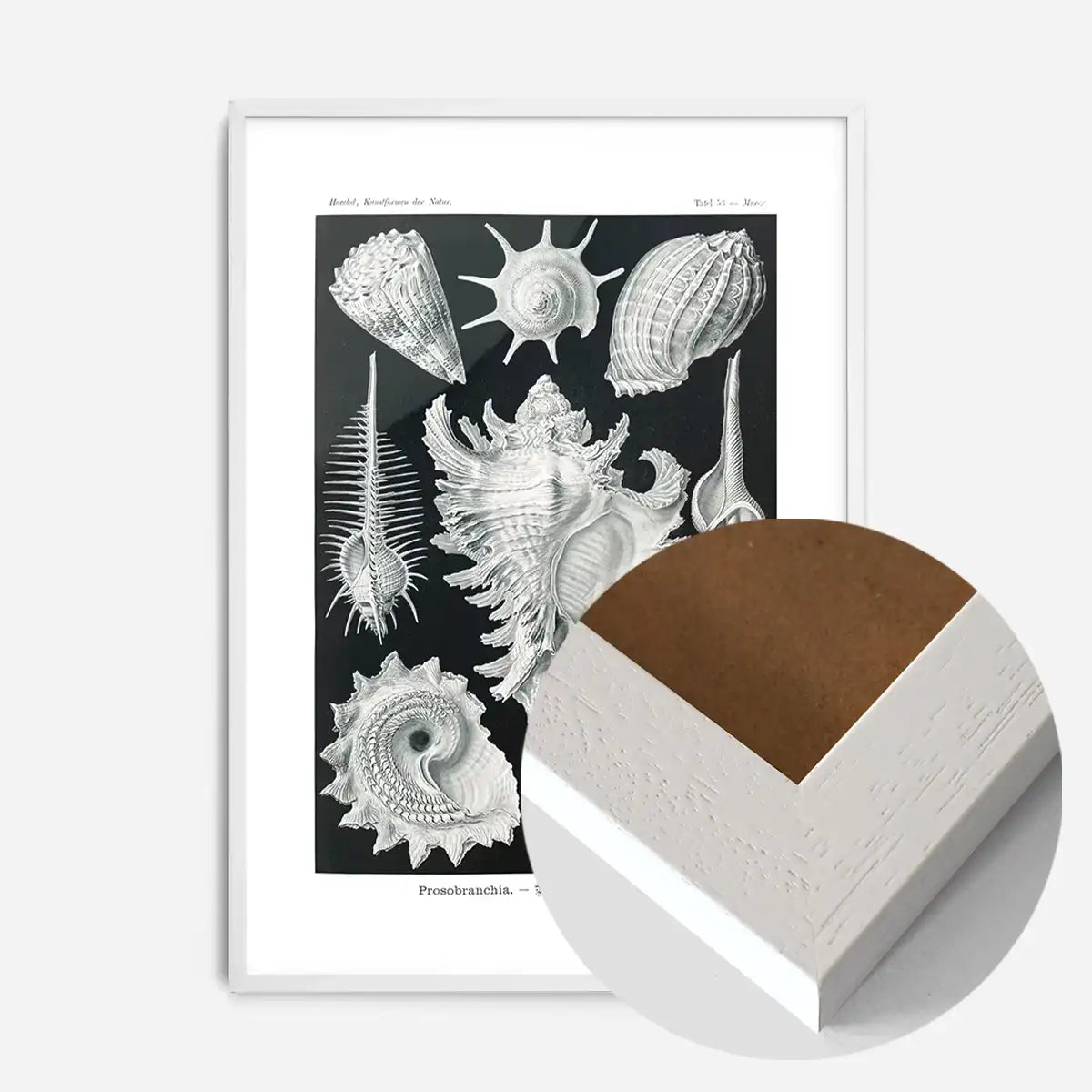 Sea Shells Antique Print