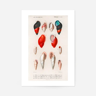 Sea Shells 2 Antique Print
