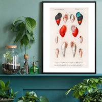 Sea Shells 2 Antique Print