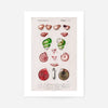 Sea Shells 3 Antique Print