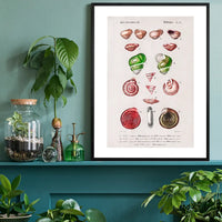 Sea Shells 3 Antique Print