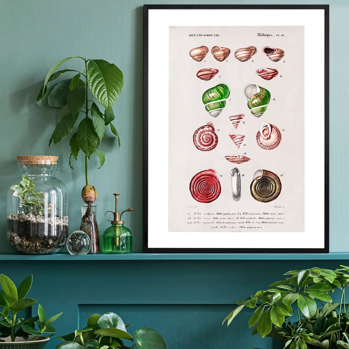 Sea Shells 3 Antique Print
