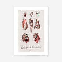 Sea Shells 4 Antique Print