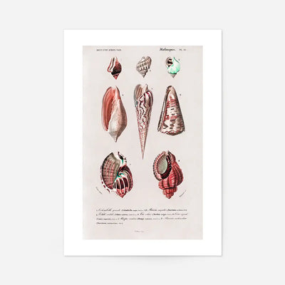 Sea Shells 4 Antique Print