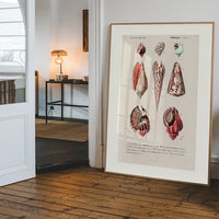 Sea Shells 4 Antique Print