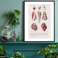 Sea Shells 4 Antique Print