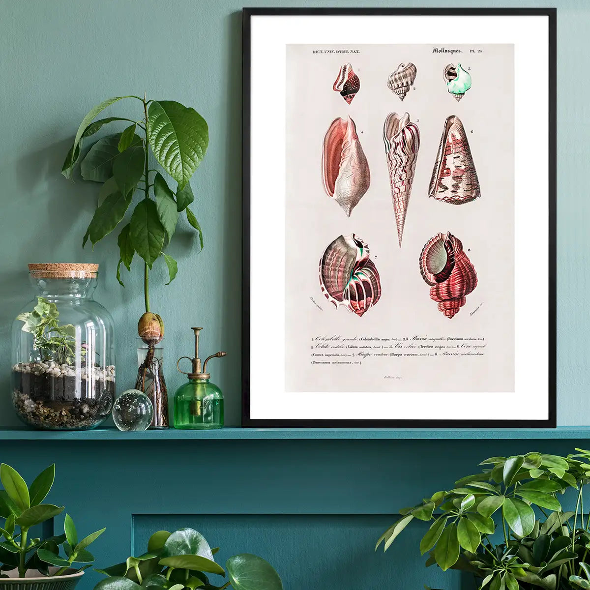 Sea Shells 4 Antique Print
