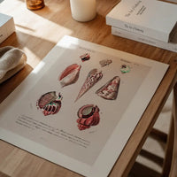 Sea Shells 4 Antique Print