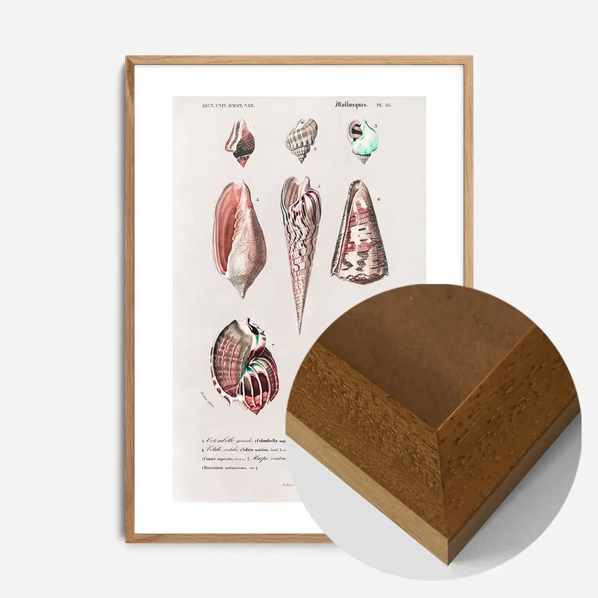 Sea Shells 4 Antique Print