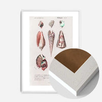 Sea Shells 4 Antique Print