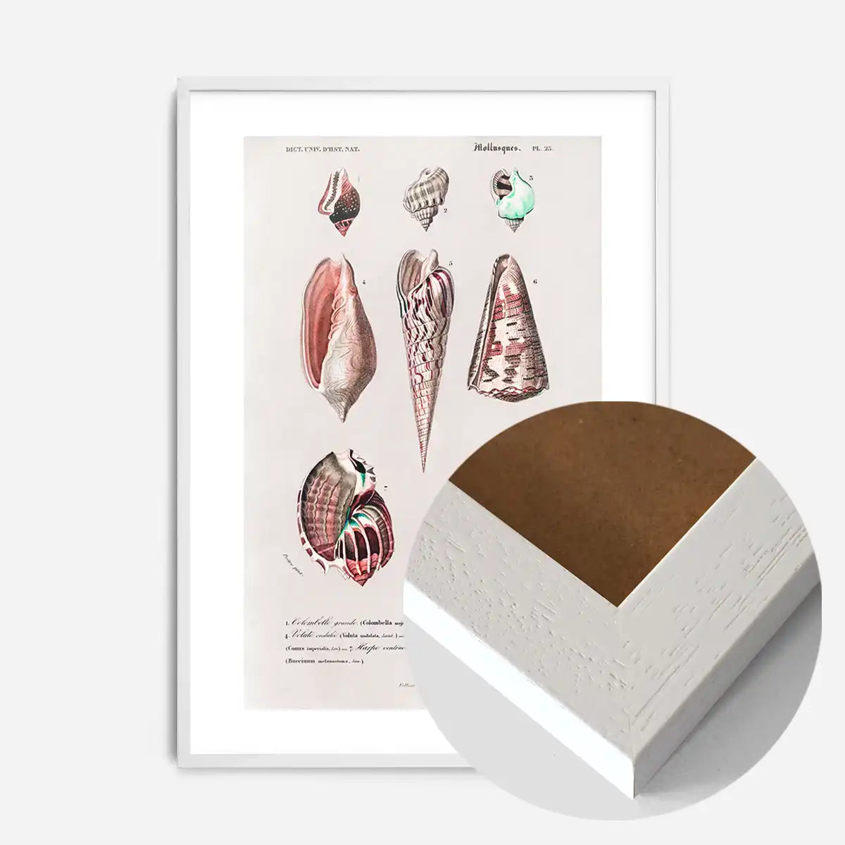 Sea Shells 4 Antique Print