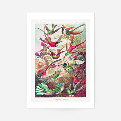 Tropical Birds Vintage Antique Print