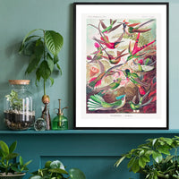 Tropical Birds Vintage Antique Print