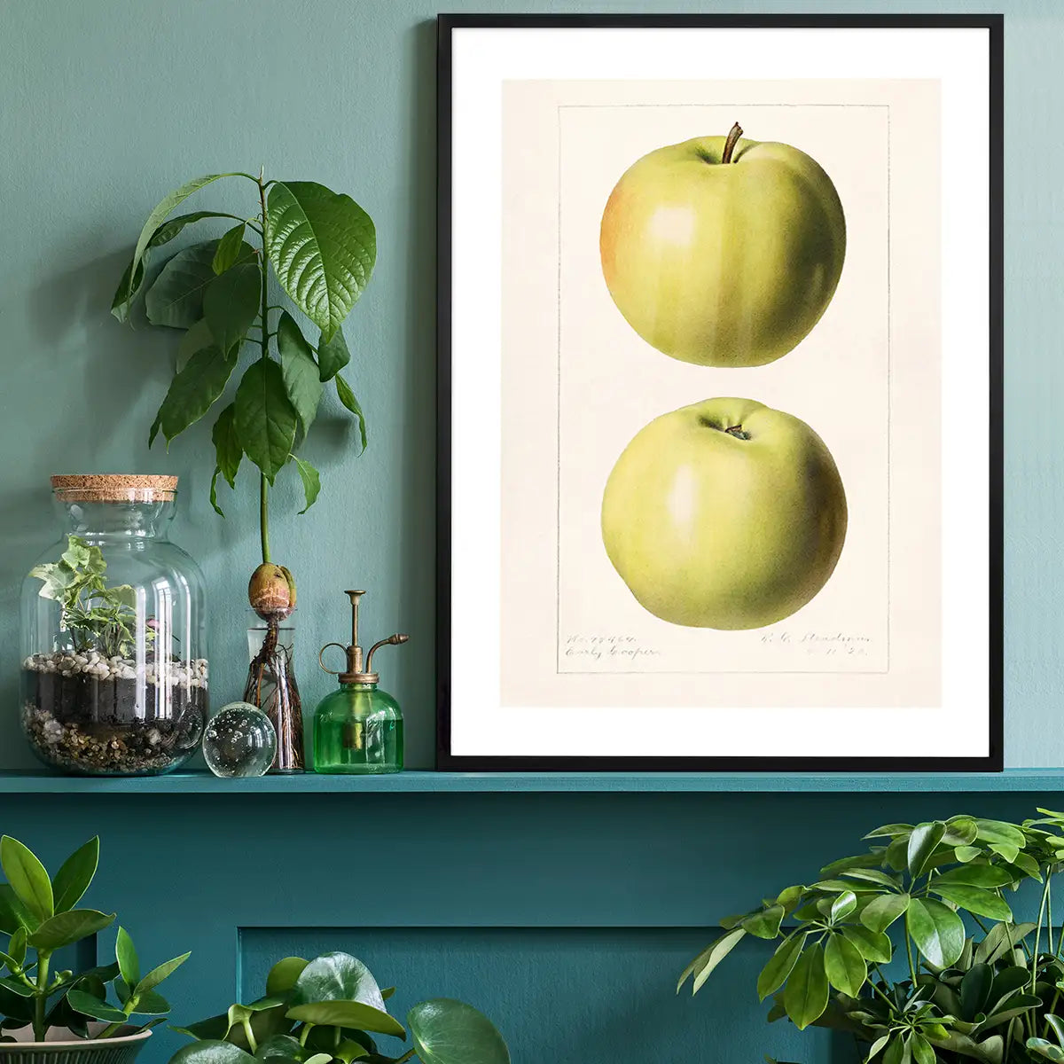 Two Apples Vintage Antique Print