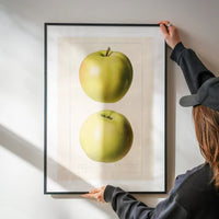 Two Apples Vintage Antique Print