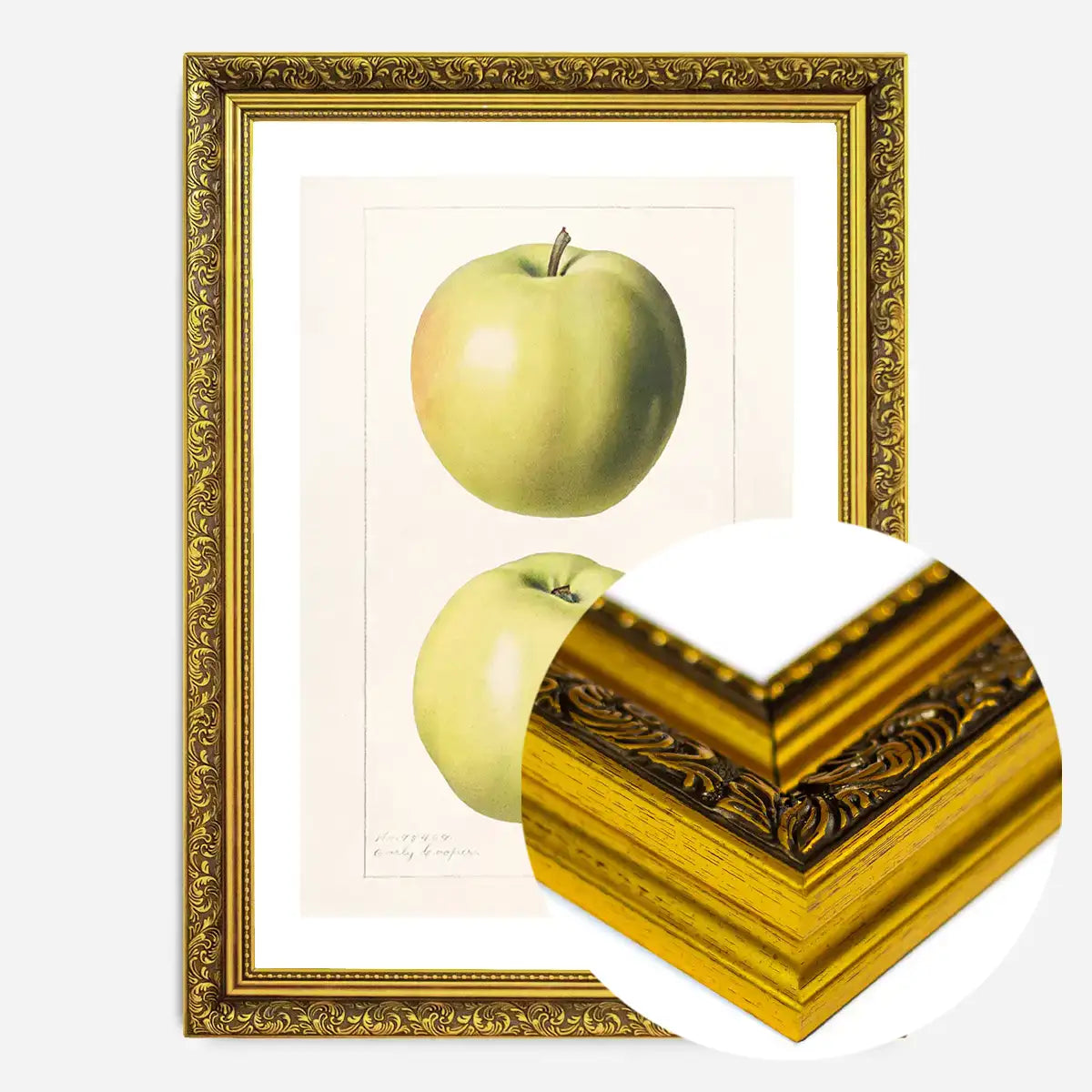 Two Apples Vintage Antique Print