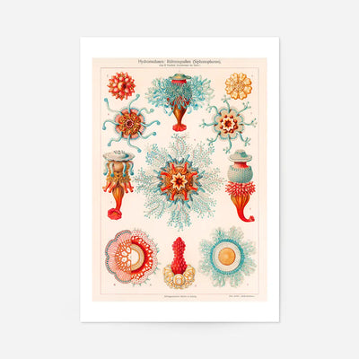 Jellyfish Vintage Antique Print