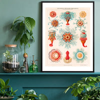 Jellyfish Vintage Antique Print