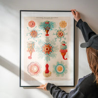 Jellyfish Vintage Antique Print