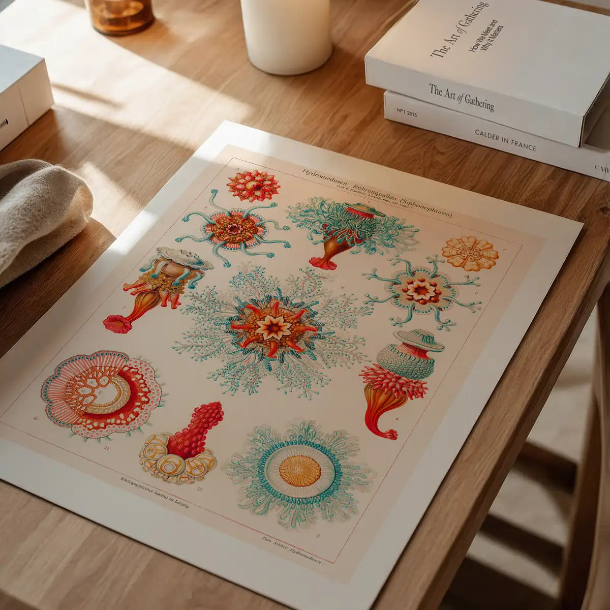 Jellyfish Vintage Antique Print
