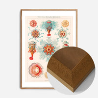 Jellyfish Vintage Antique Print