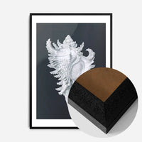 Large Conch Sea Shell Black and White Antique Print