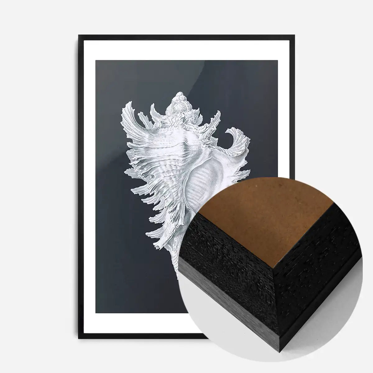 Large Conch Sea Shell Black and White Antique Print