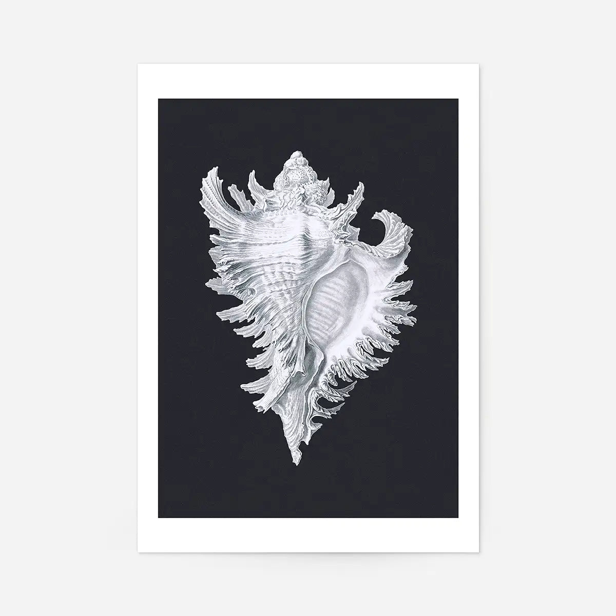 Large Conch Sea Shell Black and White Antique Print