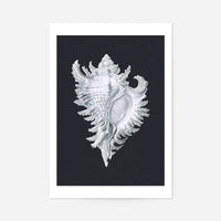 Large Conch Sea Shell Black and White Antique Print