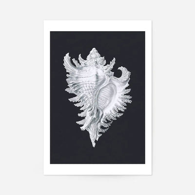 Large Conch Sea Shell Black and White Antique Print
