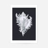 Large Conch Sea Shell Black and White Antique Print