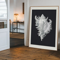 Large Conch Sea Shell Black and White Antique Print