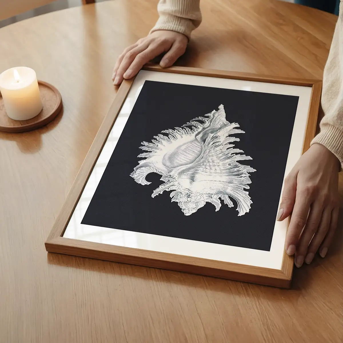 Large Conch Sea Shell Black and White Antique Print