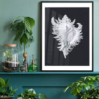 Large Conch Sea Shell Black and White Antique Print