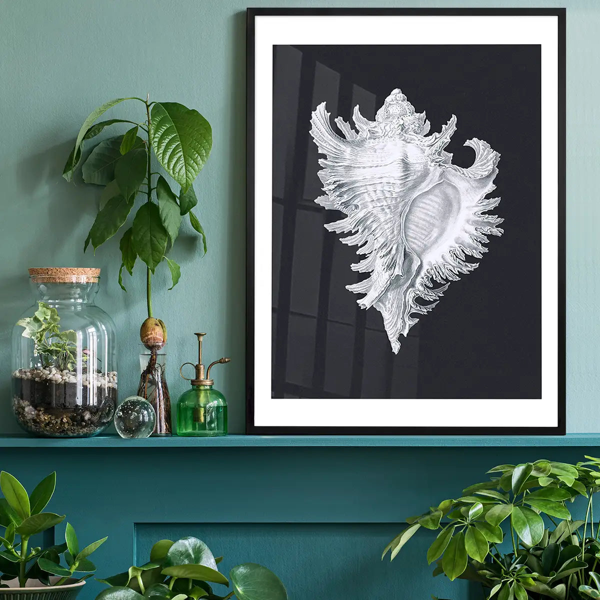 Large Conch Sea Shell Black and White Antique Print
