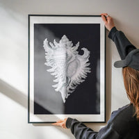 Large Conch Sea Shell Black and White Antique Print