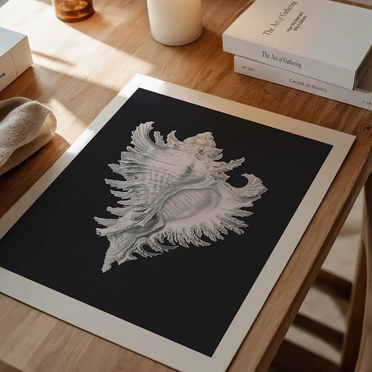 Large Conch Sea Shell Black and White Antique Print