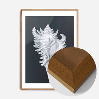 Large Conch Sea Shell Black and White Antique Print