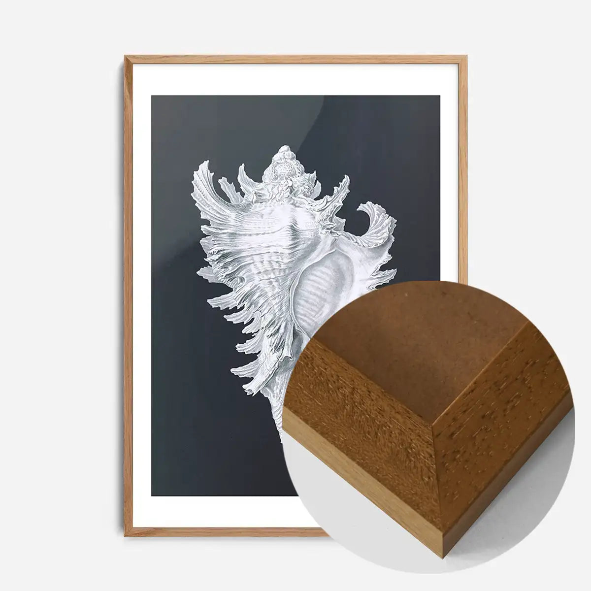 Large Conch Sea Shell Black and White Antique Print