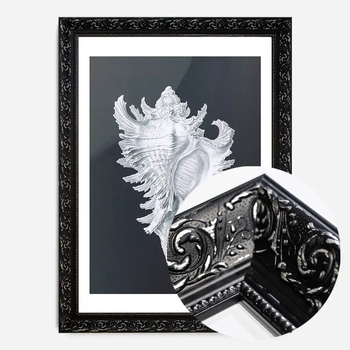 Large Conch Sea Shell Black and White Antique Print