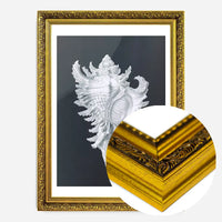 Large Conch Sea Shell Black and White Antique Print