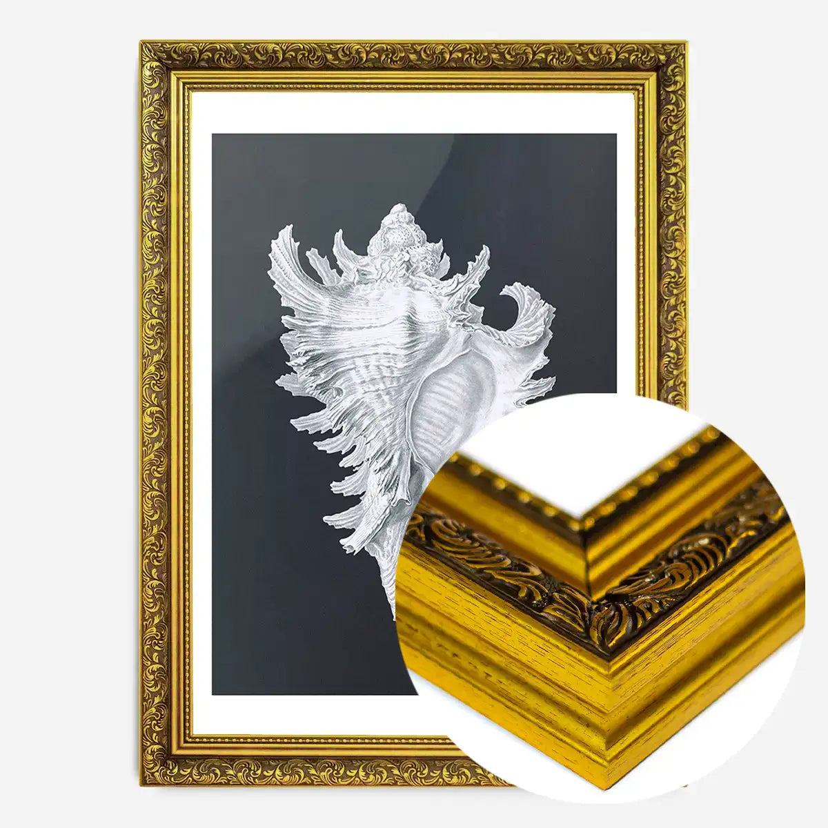 Large Conch Sea Shell Black and White Antique Print