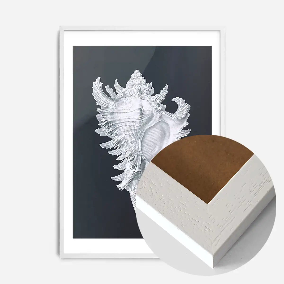 Large Conch Sea Shell Black and White Antique Print