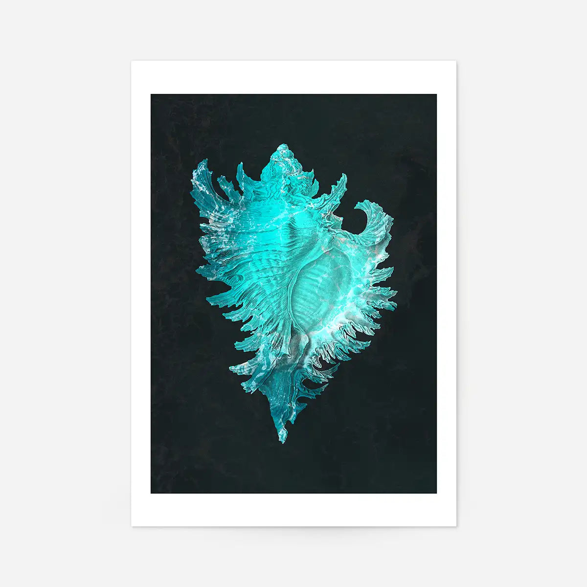 Large Conch Sea Shell Blue Antique Print