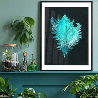 Large Conch Sea Shell Blue Antique Print