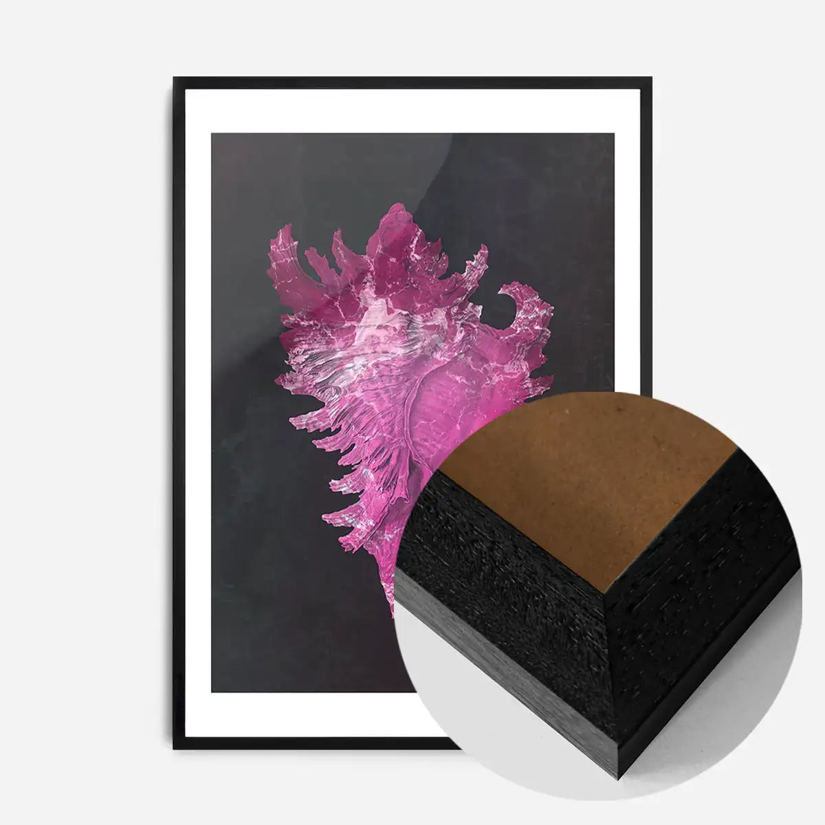 Large Conch Sea Shell Pink Antique Print
