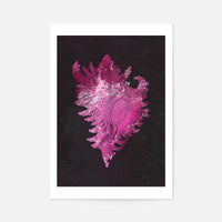 Large Conch Sea Shell Pink Antique Print