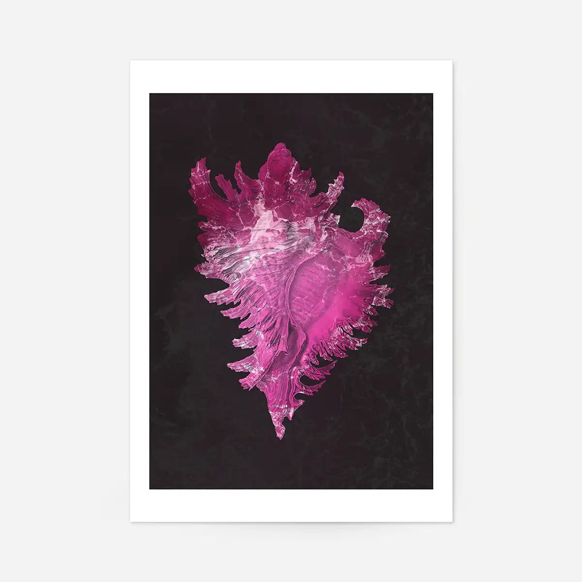 Large Conch Sea Shell Pink Antique Print