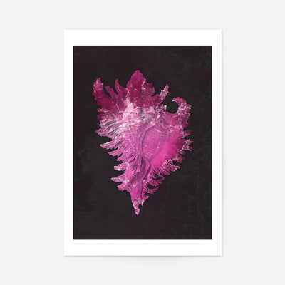 Large Conch Sea Shell Pink Antique Print