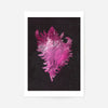 Large Conch Sea Shell Pink Antique Print
